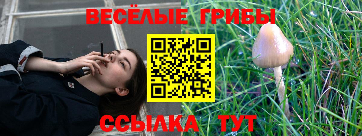 Волоколамск  Галлюциногенные грибы прущие грибы  Вход с VPN 